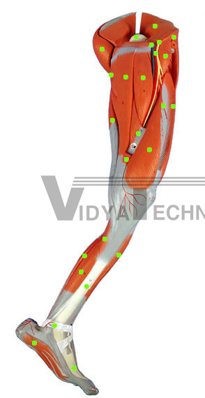 Leg Muscles: Medial View